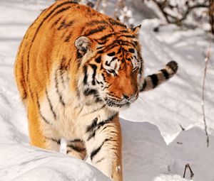 Превью обои тигр, хищник, лазать, снег