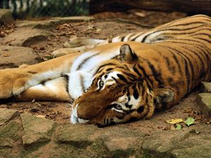 Превью обои тигр, хищник, лежать, морда
