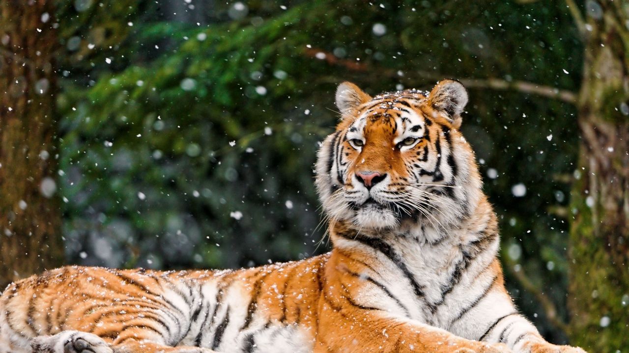 Обои тигр, хищник, лежать, снег