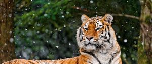 Превью обои тигр, хищник, лежать, снег