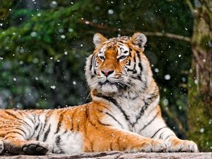Превью обои тигр, хищник, лежать, снег
