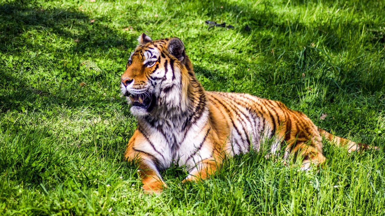 Обои тигр, хищник, лежит, большая кошка, трава