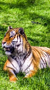 Превью обои тигр, хищник, лежит, большая кошка, трава