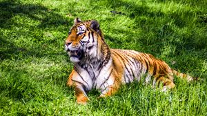 Превью обои тигр, хищник, лежит, большая кошка, трава