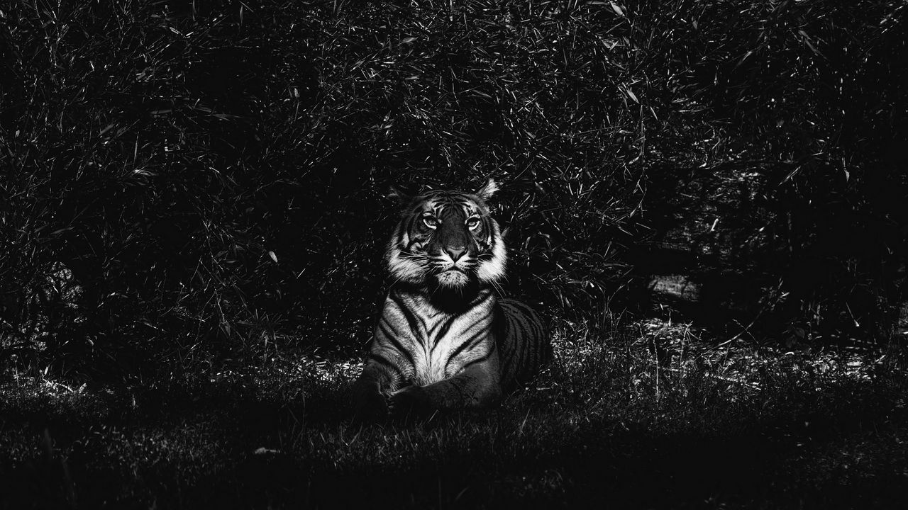 Обои тигр, хищник, лежит, чб