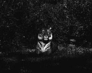 Превью обои тигр, хищник, лежит, чб