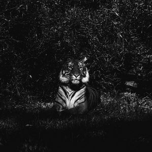Превью обои тигр, хищник, лежит, чб
