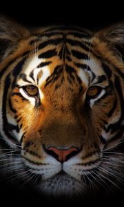Превью обои тигр, хищник, морда, тень
