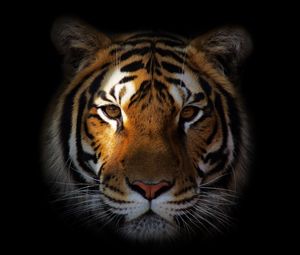 Превью обои тигр, хищник, морда, тень