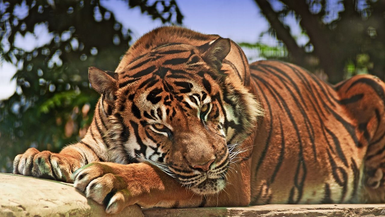 Обои тигр, хищник, морда, агрессия, большая кошка