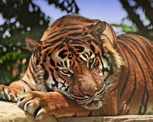 Превью обои тигр, хищник, морда, агрессия, большая кошка