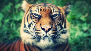 Превью обои тигр, хищник, морда, взгляд, прищуриваться