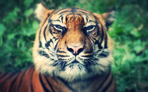 Превью обои тигр, хищник, морда, взгляд, прищуриваться