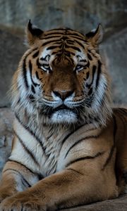 Превью обои тигр, хищник, морда, большая кошка