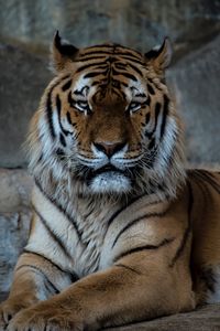 Превью обои тигр, хищник, морда, большая кошка