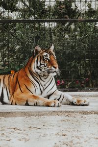 Превью обои тигр, хищник, морда, лежит