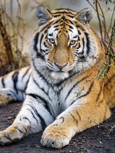 Превью обои тигр, хищник, морда, большая кошка, взгляд, лапы