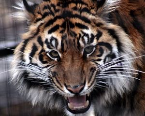 Превью обои тигр, хищник, морда, взгляд, агрессия
