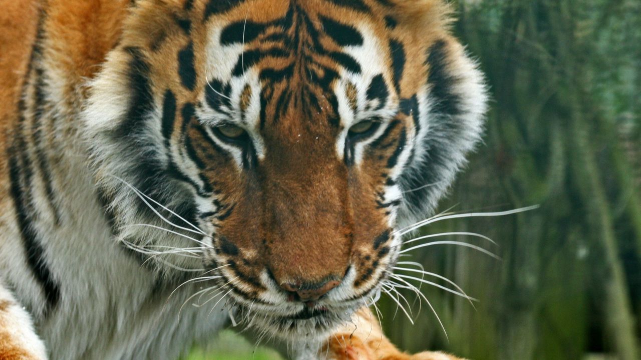 Обои тигр, хищник, морда, взгляд, полосатый