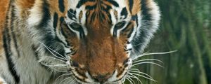 Превью обои тигр, хищник, морда, взгляд, полосатый