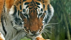 Превью обои тигр, хищник, морда, взгляд, полосатый