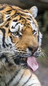 Превью обои тигр, хищник, морда, высунутый язык