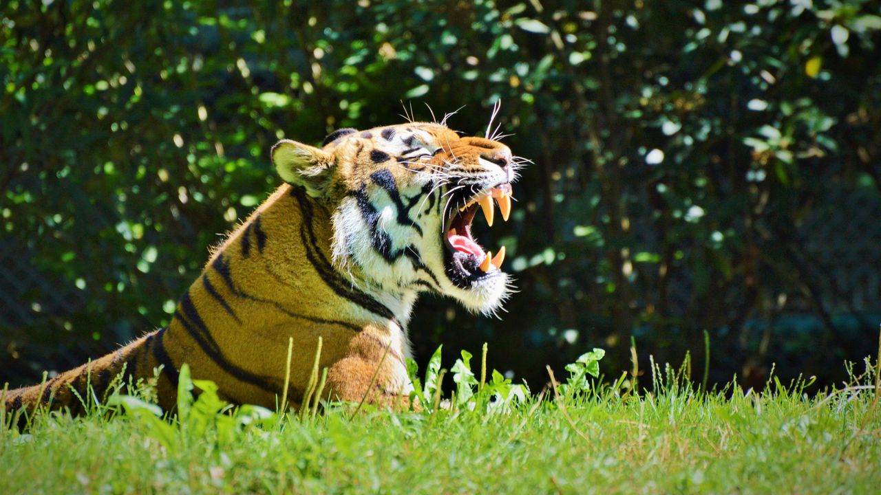 Обои тигр, хищник, оскал, профиль