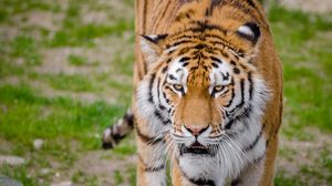 Превью обои тигр, хищник, оскал, взгляд, большая кошка