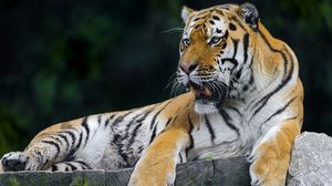 Превью обои тигр, хищник, отдых