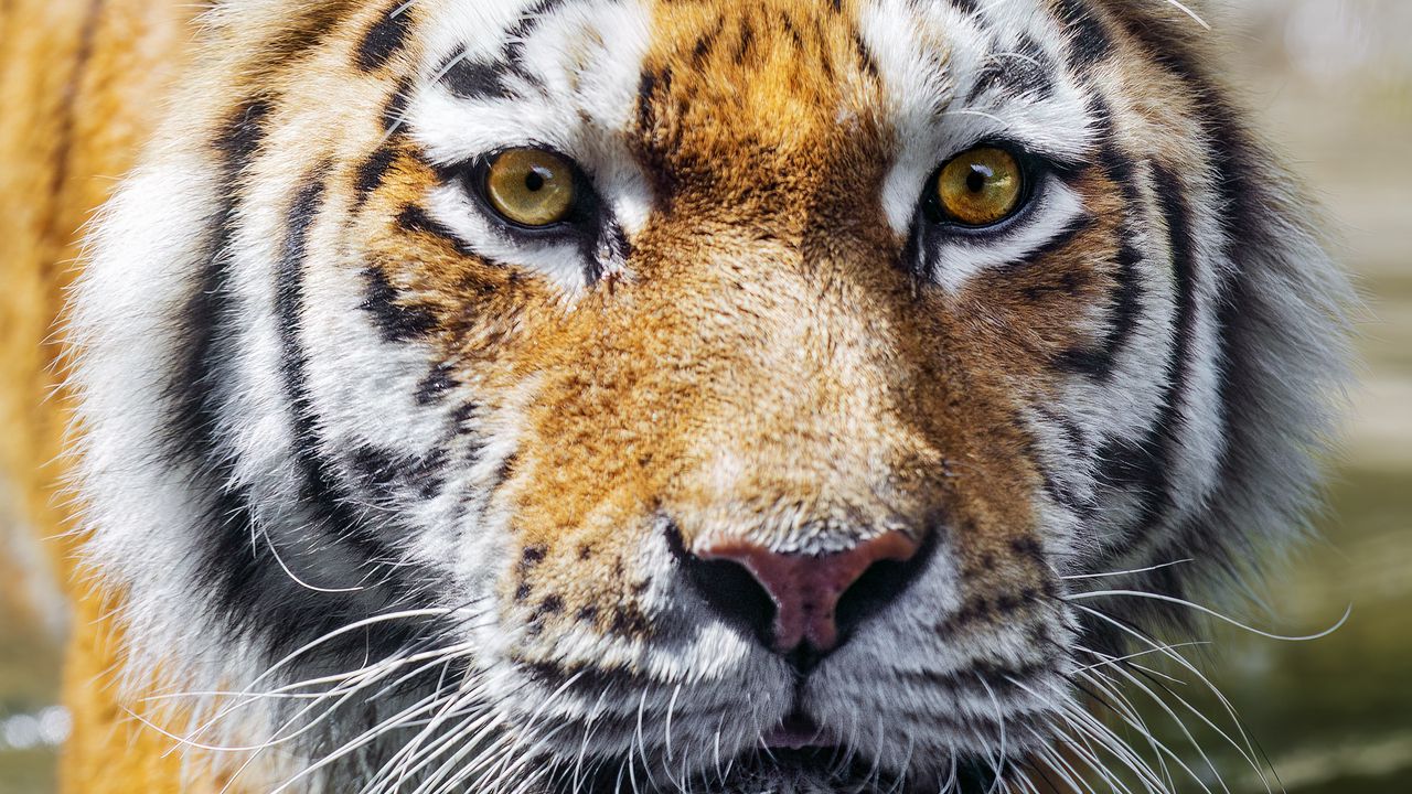 Обои тигр, хищник, отражение, голова, дикий, большая кошка