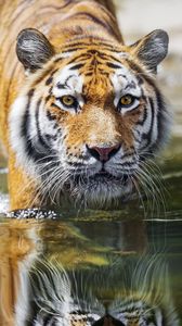 Превью обои тигр, хищник, отражение, голова, дикий, большая кошка