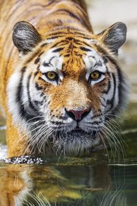 Превью обои тигр, хищник, отражение, голова, дикий, большая кошка
