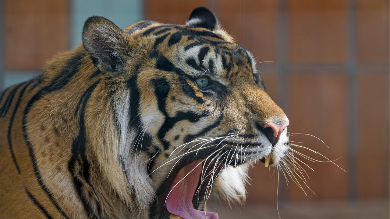 Обои тигр, хищник, пасть, зевать, агрессия