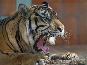 Превью обои тигр, хищник, пасть, зевать, агрессия