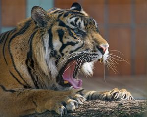 Превью обои тигр, хищник, пасть, зевать, агрессия