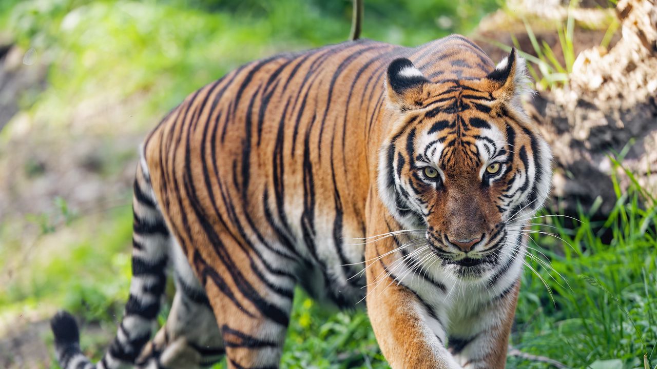 Обои тигр, хищник, полосатый, дикий, большая кошка, трава