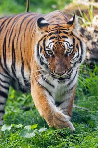 Превью обои тигр, хищник, полосатый, дикий, большая кошка, трава