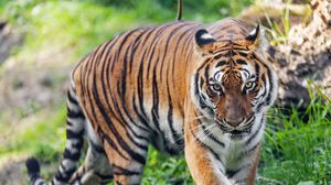 Превью обои тигр, хищник, полосатый, дикий, большая кошка, трава