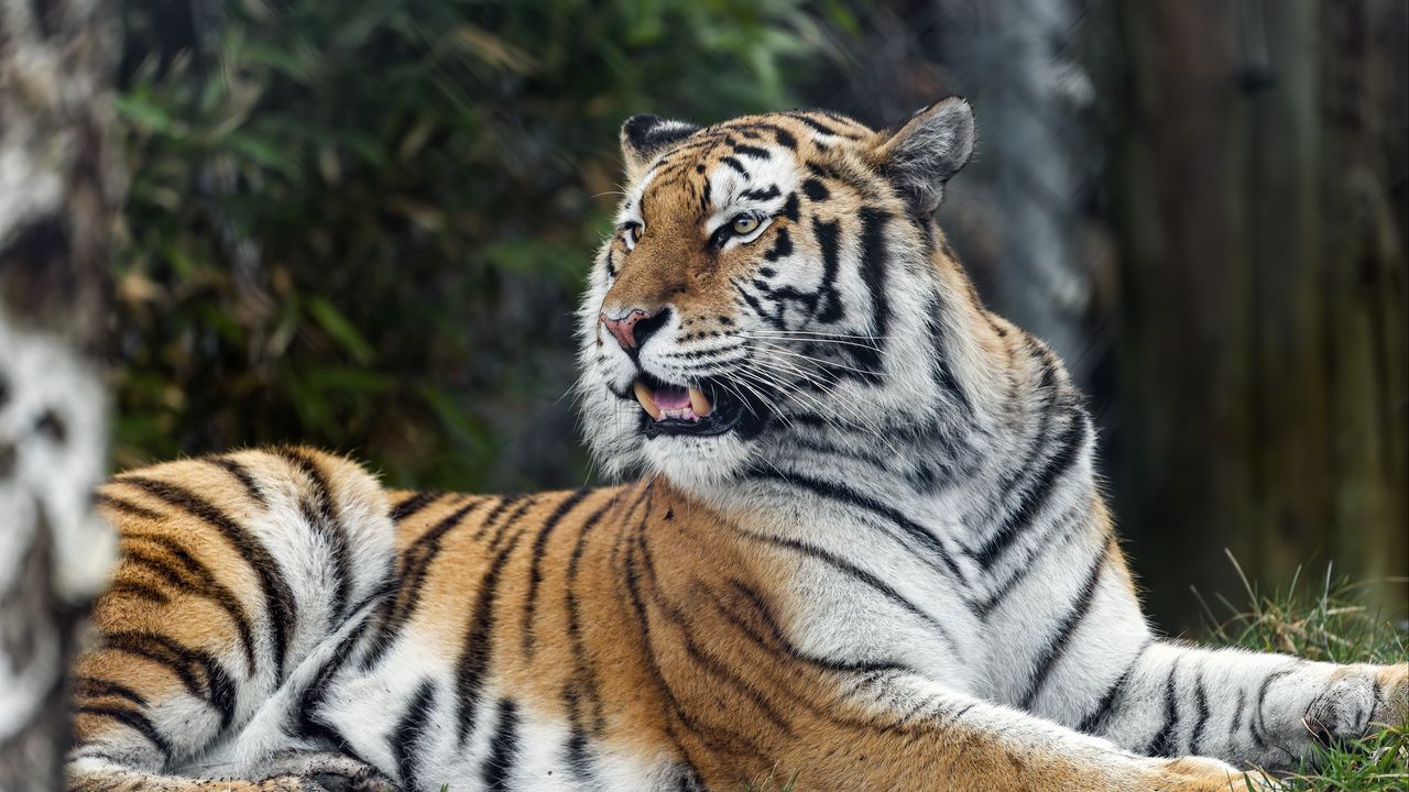 Обои тигр, хищник, полосатый, дикий, большая кошка