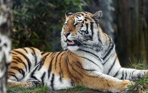 Превью обои тигр, хищник, полосатый, дикий, большая кошка