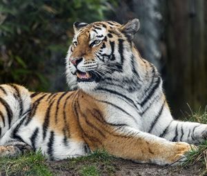 Превью обои тигр, хищник, полосатый, дикий, большая кошка