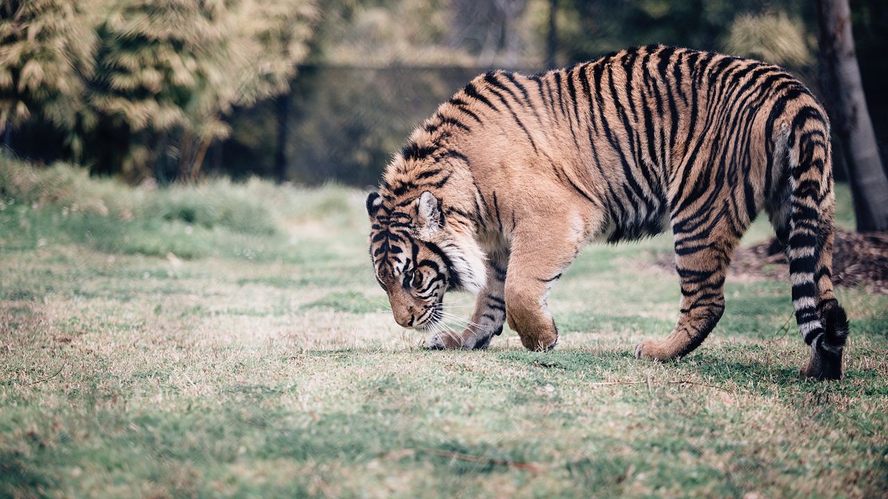 Обои тигр, хищник, прогулка, трава