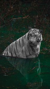 Превью обои тигр, хищник, пруд, животное, большая кошка