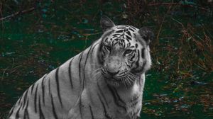 Превью обои тигр, хищник, пруд, животное, большая кошка