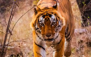 Превью обои тигр, хищник, прыжок, оскал, дикая природа