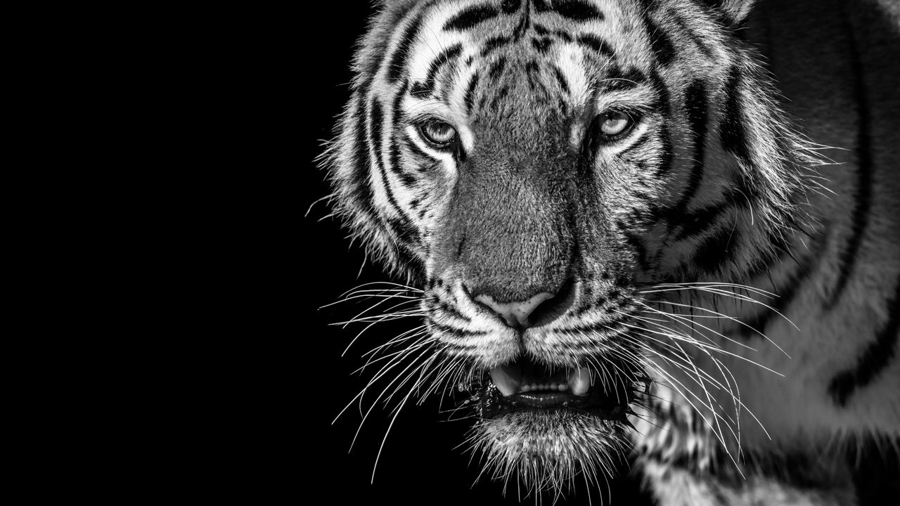 Обои тигр, хищник, смотрит, чб, дикий, полосатый