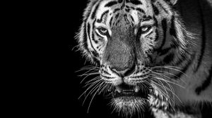 Превью обои тигр, хищник, смотрит, чб, дикий, полосатый