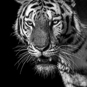Превью обои тигр, хищник, смотрит, чб, дикий, полосатый