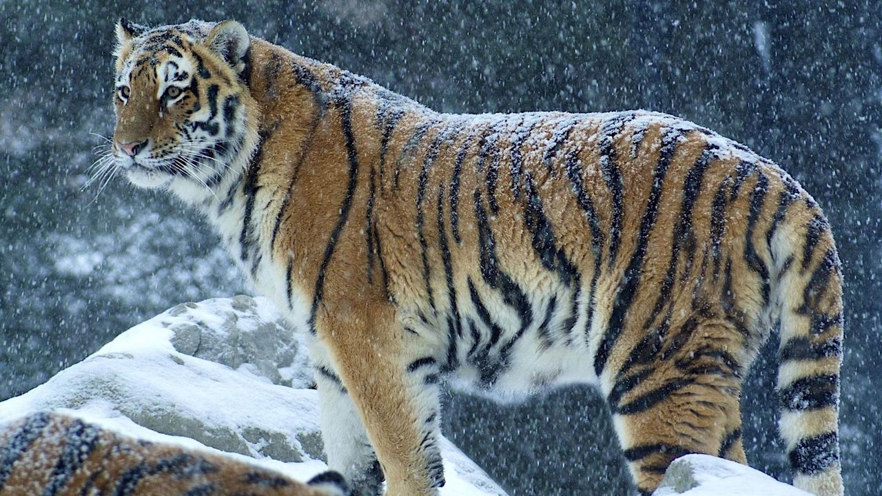Обои тигр, хищник, снег, зима, стоять