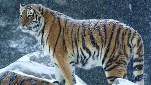 Превью обои тигр, хищник, снег, зима, стоять